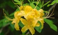 Closeup of a group of Yellow Flame Azalea Flowers Ã¢â¬â Rhododendron calendulaceum Royalty Free Stock Photo